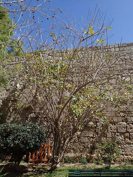 Euphorbia pulcherrima / Painted Leaf, Common Poinsettia, Rhodos City 28.3.2023