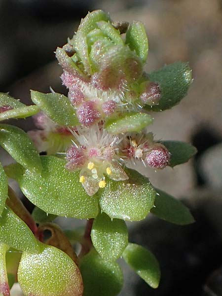 Valantia hispida \ Steifhaariges Schuttkraut / Hairy Valantia, Rhodos Moni Artamiti 16.3.2023