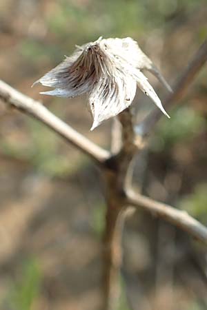 Unknown_plant spec6 ? \ Unbekannte Pflanze / Unknown Plant, Rhodos Lahania 3.4.2019