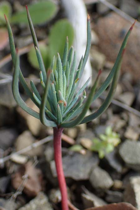 Hypecoum procumbens \ Niederliegende Lappenblume / Sickle-Fruited Hypecoum, Rhodos Moni Artamiti 16.3.2023