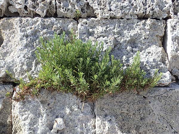 Limbarda crithmoides \ Salz-Alant / Golden Samphire, Rhodos City 28.3.2023