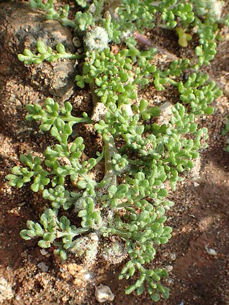 Frankenia hirsuta \ Rauhaarige Seeheide / Hairy Sea Heath, Rhodos Kallithea Terme 4.4.2019