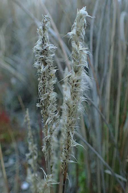 Imperata cylindrica \ Silberhaargras, Japanisches Blutgras / Cogon Grass, Alang-Alang, Rhodos Haraki 15.3.2023