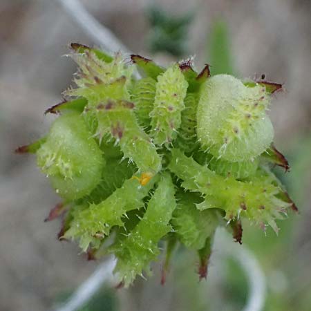 Calendula arvensis \ Acker-Ringelblume / Field Marigold, Rhodos Archangelos 17.3.2023