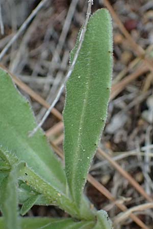 Calendula arvensis \ Acker-Ringelblume, Rhodos Archangelos 17.3.2023