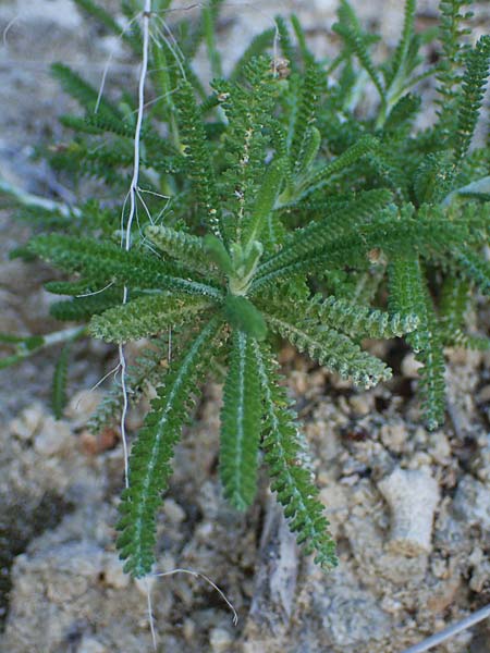 Achillea cretica \ Kretische Schafgarbe / Camomile-Leaved Lavender-Cotton, Rhodos Lindos 20.3.2023