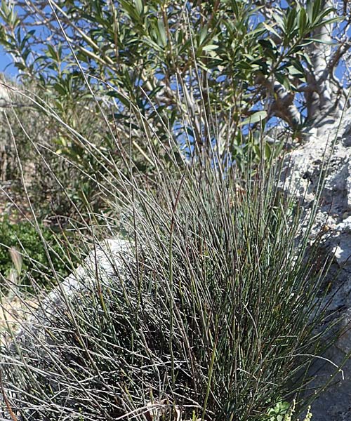 Ephedra foeminea / Leafless Joint Pine, Rhodos Agathi Beach 26.3.2023