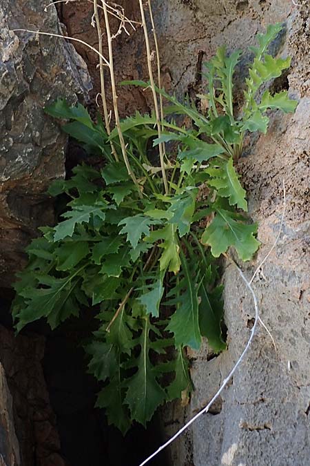 Lactuca acanthifolia \ Akanthusblättriger Lattich, Rhodos Lindos 20.3.2023