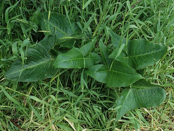 Zantedeschia aethiopica \ Gewhnliche Calla, Zimmer-Calla / Calla Lily, Arum Lily, Rhodos Philerimos 29.3.2019