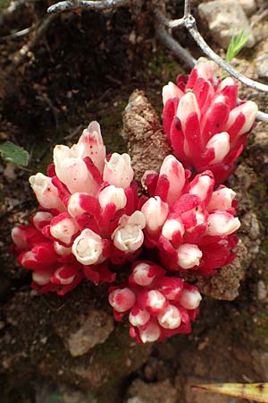 Cytinus hypocistis subsp. clusii \ Roter Zistrosen-Wrger, Kreta-Zistrosen-Wrger, Rhodos Kattavia 1.4.2019