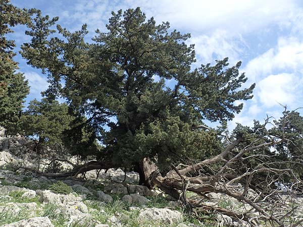 Cupressus sempervirens var. horizontalis \ Mittelmeer-Zypresse, Rhodos Tsambika 30.3.2019