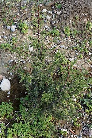 Cupressus sempervirens var. horizontalis \ Mittelmeer-Zypresse / Mediterranean Cypress, Rhodos Tsambika 30.3.2019