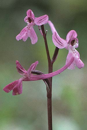Orchis anatolica / Anatolian Orchid, Rhodos,  Profitis Ilias 3.5.1987 
