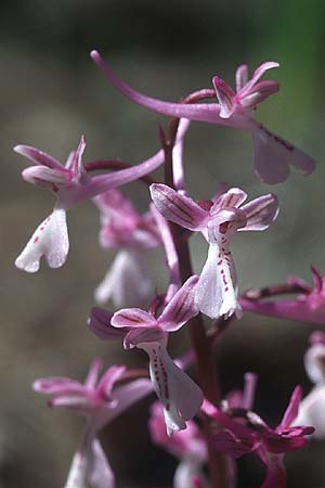 Orchis anatolica / Anatolian Orchid, Rhodos,  Agios Isidoros 24.3.2005 