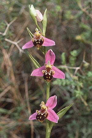 Ophrys apifera \ Bienen-Ragwurz / Bee Orchid, Rhodos,  Dimilia 28.4.1987 