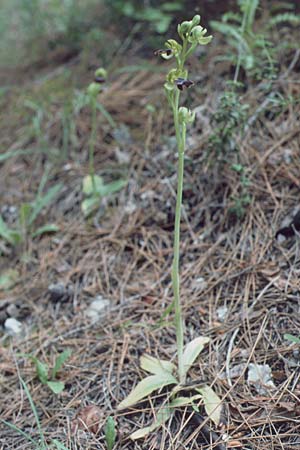 Ophrys attaviria \ Attaviros-Ragwurz / Attavyros Ophrys, Rhodos,  Profitis Ilias 29.4.1987 