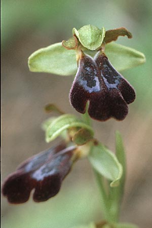 Ophrys attaviria \ Attaviros-Ragwurz / Attavyros Ophrys, Rhodos,  Profitis Ilias 29.4.1987 