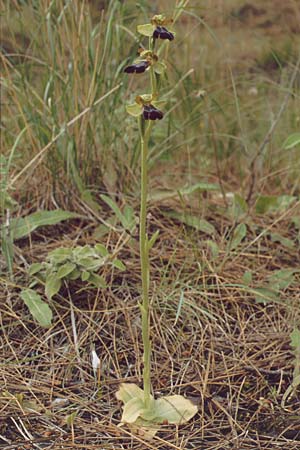 Ophrys attaviria \ Attaviros-Ragwurz / Attavyros Ophrys, Rhodos,  Profitis Ilias 29.4.1987 