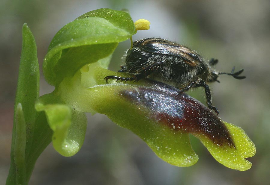 Ophrys blitopertha \ Käfer-Ragwurz / Blitopertha Beetle , Rhodos,  Kattavia 28.3.2013 (Photo: Helmut Presser)