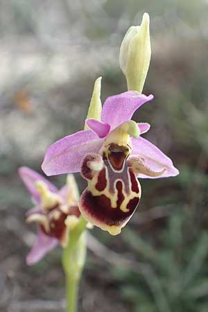 Ophrys calypsus \ Kalypso-Ragwurz / Calypso Bee Orchid, Rhodos,  Kattavia 1.4.2019 