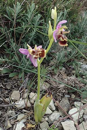 Ophrys calypsus \ Kalypso-Ragwurz, Rhodos,  Kattavia 1.4.2019 