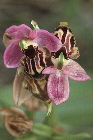 Ophrys calypsus \ Kalypso-Ragwurz, Rhodos,  Dimilia 29.4.1987 