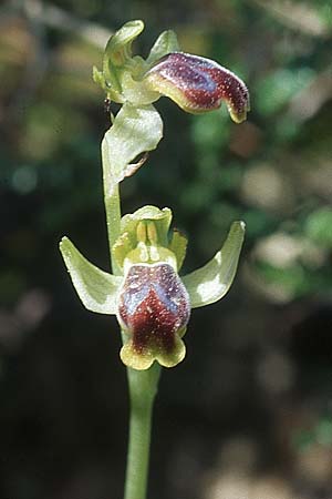 Ophrys cinereophila \ Kleinblütige Braune Ragwurz, Rhodos,  Lindos 22.3.2005 