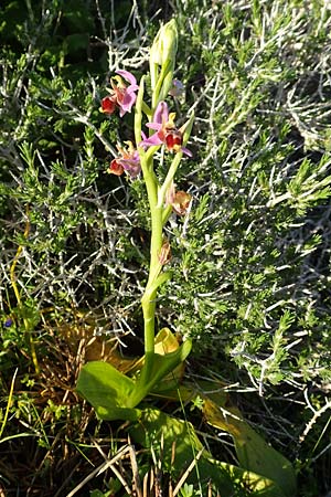 Ophrys cornutula \ Kleine Gehörnte Ragwurz, Rhodos,  Kattavia 26.3.2019 