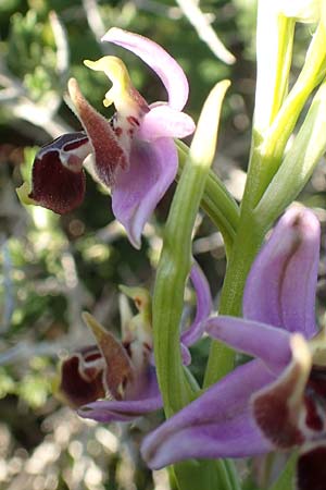 Ophrys cornutula \ Kleine Gehörnte Ragwurz / Small Ophrys, Rhodos,  Kattavia 26.3.2019 