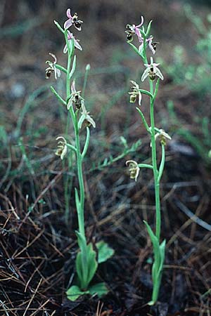 Ophrys oestrifera s.l. \ Gehörnte Ragwurz, Rhodos,  Laerma 1.5.1987 