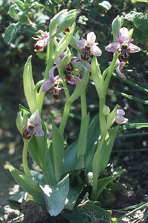 Ophrys cornutula \ Kleine Gehörnte Ragwurz / Small Ophrys, Rhodos,  Prasonisi 21.3.2005 