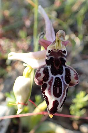 Ophrys cretica subsp. beloniae / Naxos Bee Orchid, Rhodos,  Kattavia 26.3.2019 