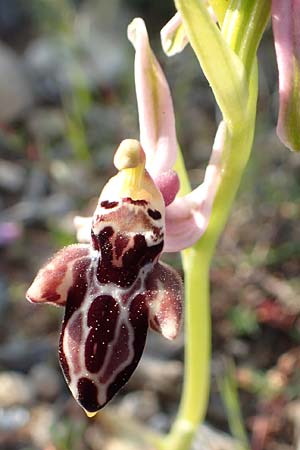 Ophrys cretica subsp. beloniae / Naxos Bee Orchid, Rhodos,  Kattavia 26.3.2019 