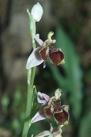 Ophrys heterochila \ Verschiedenlippige Ragwurz / Various-Lip Bee Orchid, Rhodos,  Epta Piges 20.3.2005 