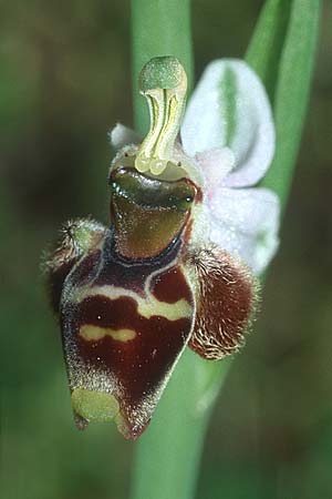 Ophrys heterochila / Various-Lip Bee Orchid, Rhodos,  Epta Piges 20.3.2005 