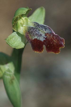 Ophrys eptapigiensis \ Sieben-Quellen-Ragwurz, Rhodos,  Epta Piges 20.3.2005 