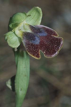 Ophrys eptapigiensis / Seven-Sources Bee Orchid, Rhodos,  Archipoli 22.3.2005 