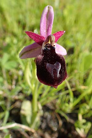 Ophrys ferrum-equinum / Horseshoe Orchid, Rhodos,  Lardos 3.4.2019 