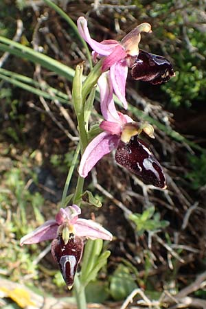 Ophrys ferrum-equinum \ Hufeisen-Ragwurz, Rhodos,  Lahania 3.4.2019 