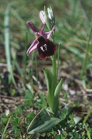Ophrys ferrum-equinum / Horseshoe Orchid, Rhodos,  Lardos 19.3.2005 