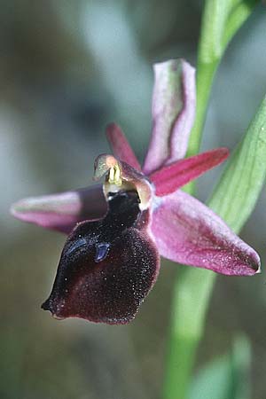 Ophrys ferrum-equinum \ Hufeisen-Ragwurz, Rhodos,  Kolymbia 20.3.2005 