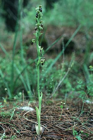 Ophrys eptapigiensis / Seven-Sources Bee Orchid (?), Rhodos,  Laerma 1.5.1987 