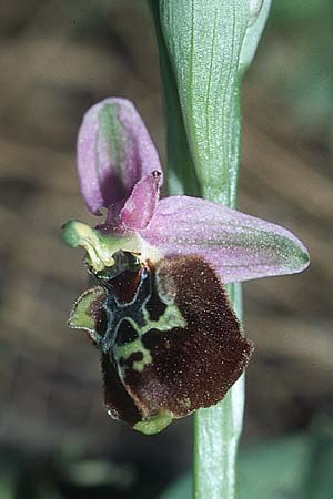 Ophrys saliarisii \ Saliaris-Ragwurz / Saliaris Orchid, Rhodos,  Apollona 24.3.2005 