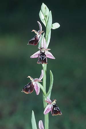 Ophrys ferrum-equinum x reinholdii, Rhodos,  Apollona 24.3.2005 