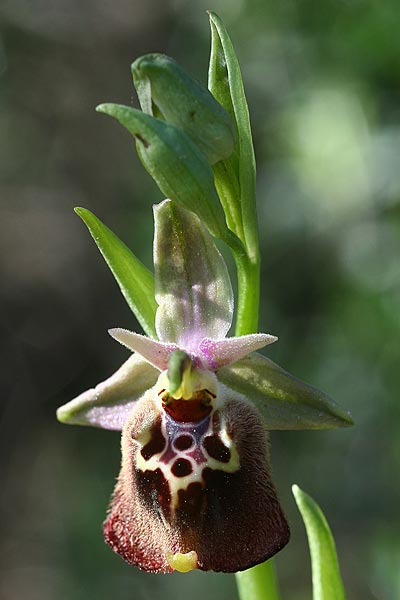 Ophrys halia \ Halia-Ragwurz / Halia Bee Orchid, Rhodos,  Laerma 5.4.2013 (Photo: Helmut Presser)