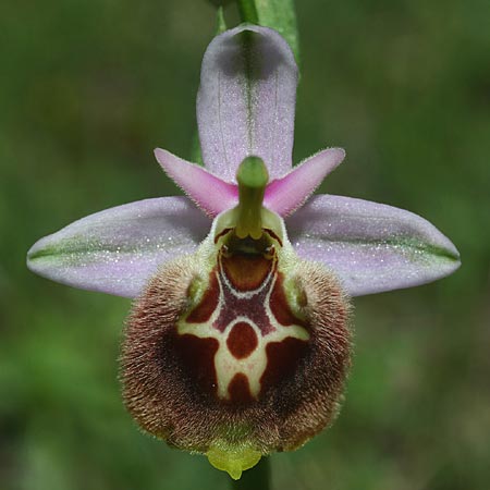 Ophrys halia \ Halia-Ragwurz / Halia Bee Orchid, Rhodos,  Messanagros 2.4.2013 (Photo: Helmut Presser)