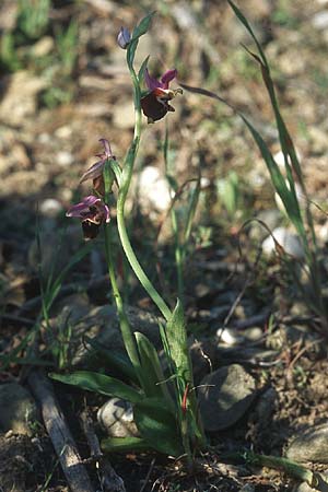 Ophrys calypsus \ Kalypso-Ragwurz, Rhodos,  Lardos 23.3.2005 