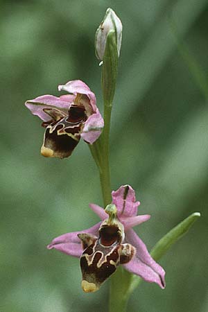 Ophrys heldreichii \ Heldreichs Ragwurz / Heldreich's Orchid, Rhodos,  Profitis Ilias 3.5.1987 