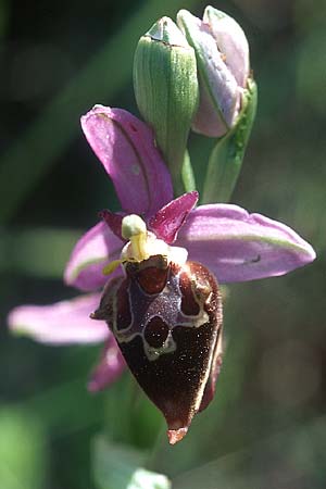 Ophrys heldreichii \ Heldreichs Ragwurz / Heldreich's Orchid, Rhodos,  Lindos 22.3.2005 