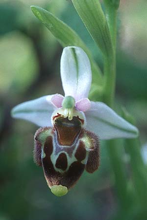 Ophrys heterochila \ Verschiedenlippige Ragwurz / Various-Lip Bee Orchid, Rhodos,  Lardos 19.3.2005 